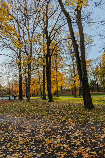 istock Under the deciduous trees in autumn in the royal park. 900479500
