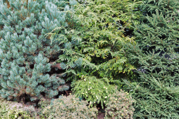 istock Evergreen tree set growing in the garden 900479572