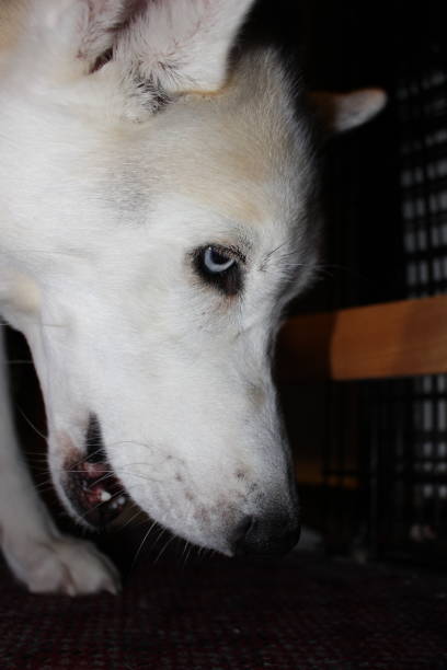 istock Siberian husky chewing raw dog bone 900480000