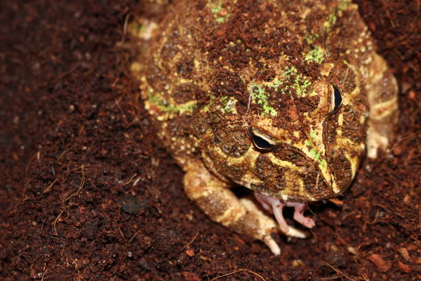 istock Overweight pacman frog eating pinkie mouse 900480080