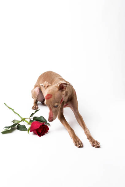 istock Italian greyhound dog with red lips kiss marks 900482806