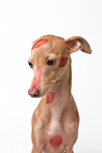 Italian greyhound dog with red lips kiss marks. Portrait.Valentine's Day. Isolated