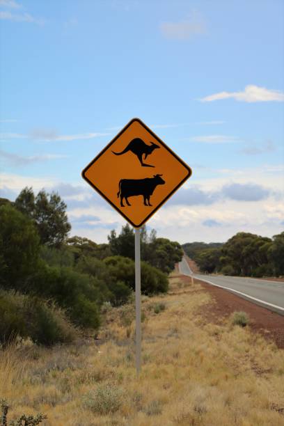 Attention Kangaroo and Cows, Traffic Sign in Australia Attention Kangaroo and Cows, Traffic Sign in Australia kangaroo crossing sign stock pictures, royalty-free photos & images