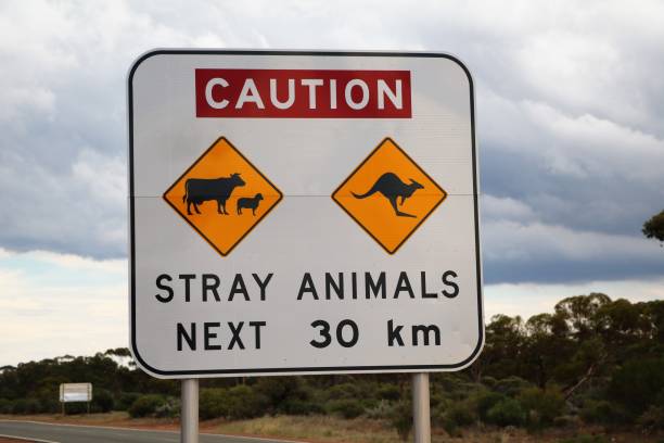 Caution Stray Animals Next 30 km Caution Stray Animals Next 30 km kangaroo crossing sign stock pictures, royalty-free photos & images