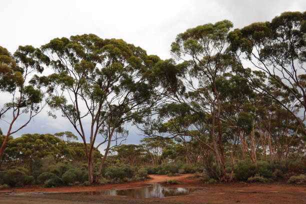 outback po ulewnym deszczu, australia - royal train zdjęcia i obrazy z banku zdjęć