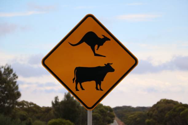 Traffic Sign Attention Kangaroo and Cows in Australia Traffic Sign Attention Kangaroo and Cows in Australia kangaroo crossing sign stock pictures, royalty-free photos & images