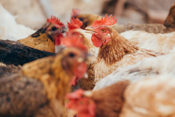 istock Eating chickens at the domestic range 900486204