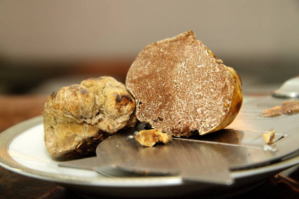 truffle 10 - white truffle imagens e fotografias de stock