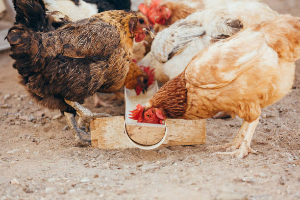 istock Eating chickens at the domestic range 900486240