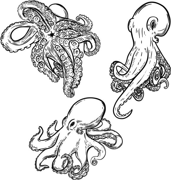 istock Set of octopus illustration isolated on white background. Design element for menu, poster, emblem, flyer. 900486290