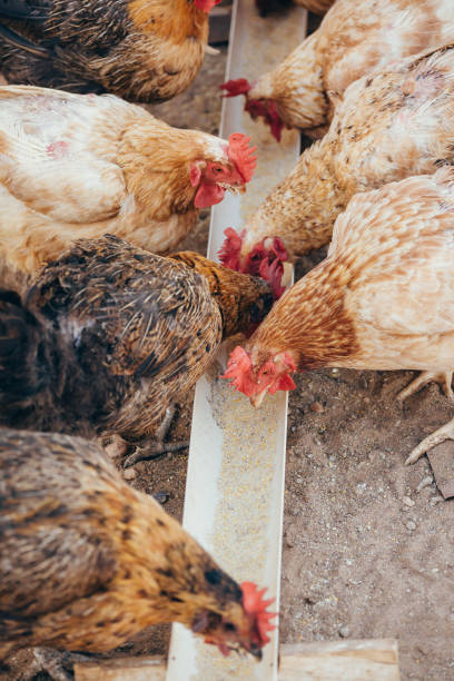 istock Eating chickens at the domestic range 900486306
