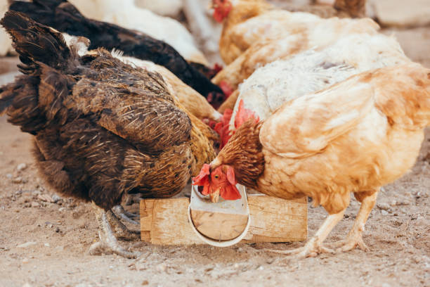 istock Eating chickens at the domestic range 900486444