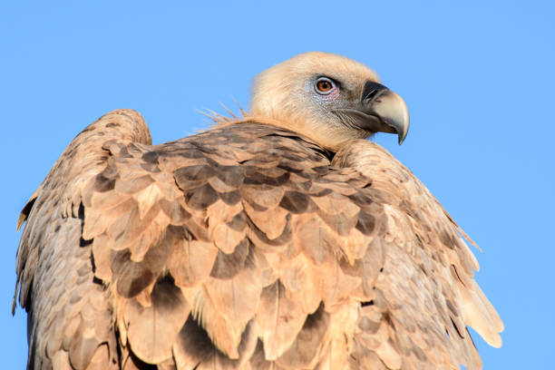 istock Griffon vulture in Israel 900489738
