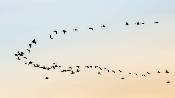 istock A flock of Birds 900492806