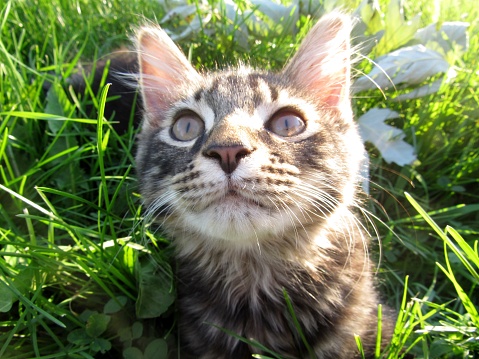 Gatito gris y blanco mirando para arriba en la hierba verde photo