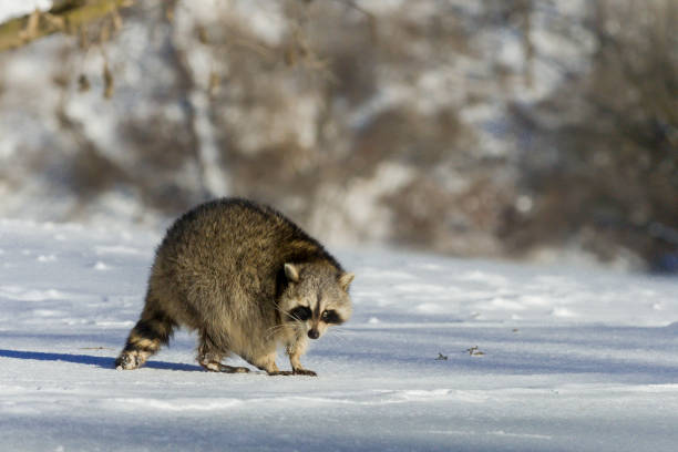 Photo of Raccoon taken at night inside Central Park in New York City, USA.