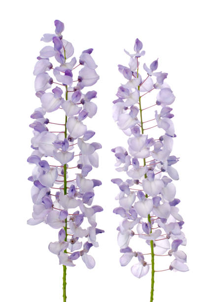 istock Wisteria flowers 900503490