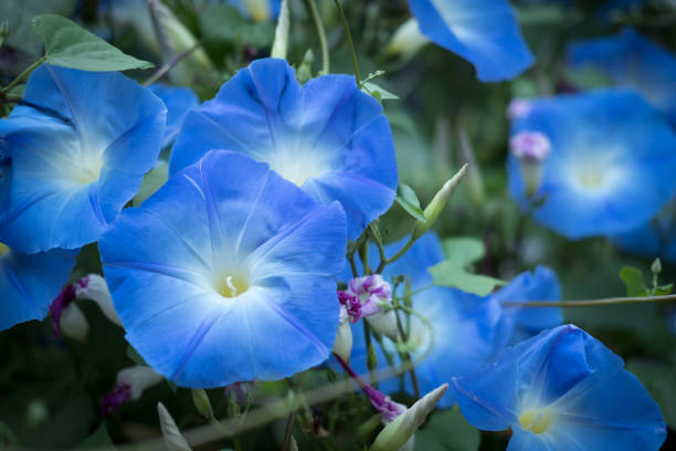morning glory. blooming flower in garden. blue flora morning glory. blooming flower in garden. blue flora with vine leaves morning glory photos stock pictures, royalty-free photos & images