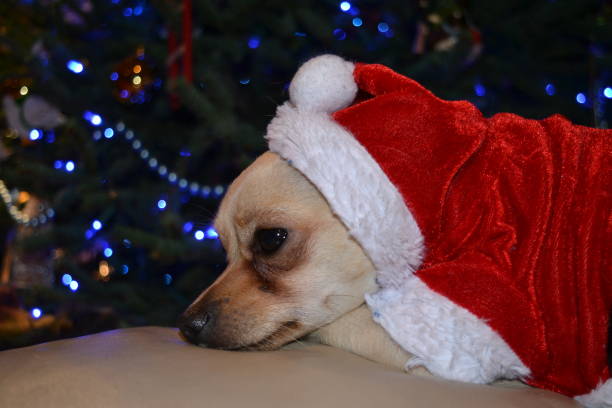 istock Chihuahua Santa 900508644