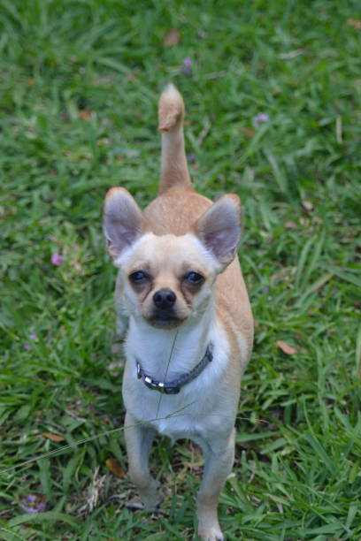 istock Chihuahua in the grass 900508710