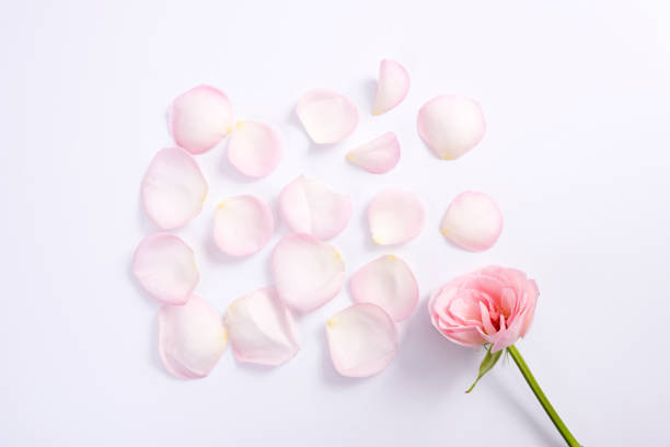 istock Rose flower petals 900517666