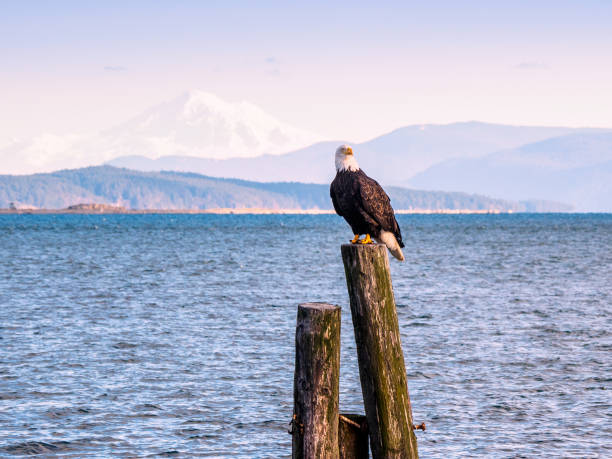 águila calva sentada sobre pilotes a la orilla. sidney, bc, vancouver island, canadá - sydney fotografías e imágenes de stock