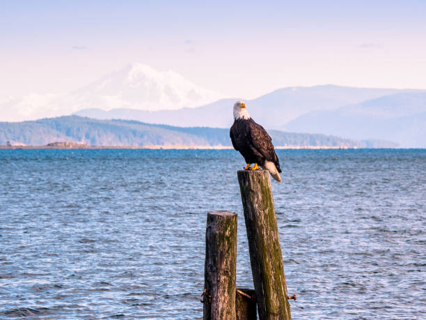 Bald Eagle sitting on piles at the shore. Sidney, BC, Vancouver Island, Canada stock photo