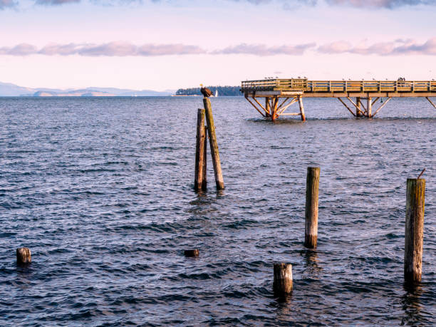 istock Bald Eagle sitting on piles at the shore. Sidney, BC, Vancouver Island, Canada 900522736