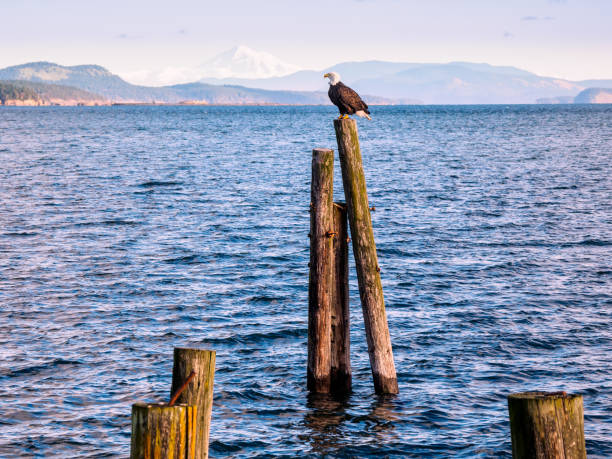 istock Bald Eagle sitting on piles at the shore. Sidney, BC, Vancouver Island, Canada 900522744