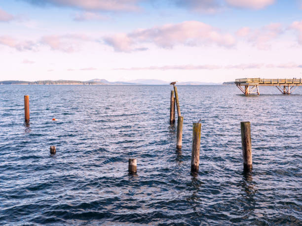 istock Bald Eagle sitting on piles at the shore. Sidney, BC, Vancouver Island, Canada 900522792