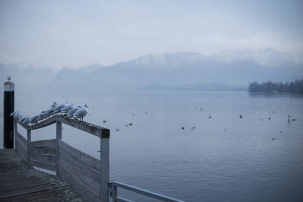 The army of birds