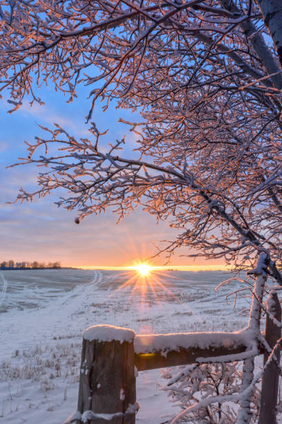 Sunlight on a frosty winter morning.