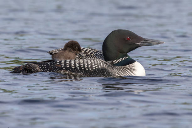 istock A week-old Common Loon chick rides on its mother's back 900523562