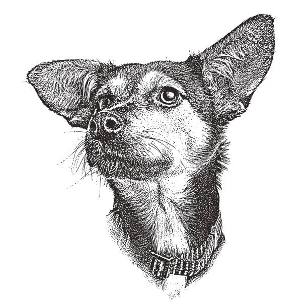 schabkunst abbildung von einem schäferhund windhund mischling hund für die annahme - mixed breed dog illustrations stock-grafiken, -clipart, -cartoons und -symbole
