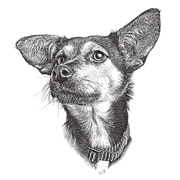 Vector illustration of Mezzotint illustration of a German Shepherd Hound mixed breed dog waiting for adoption