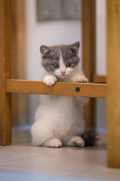 istock Cute kitten, indoor shooting 900529060