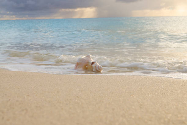 istock conch in the water 900534630