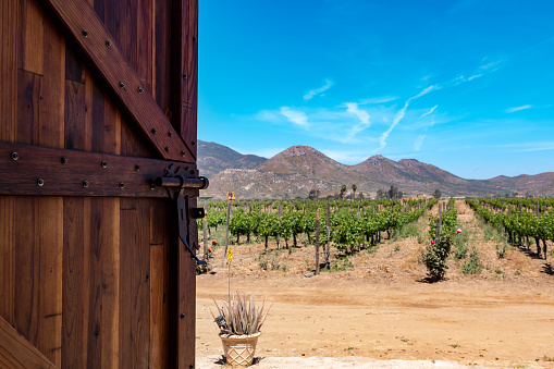 Door opening to a vineyard in Ensenada, Baja California, Mexico.