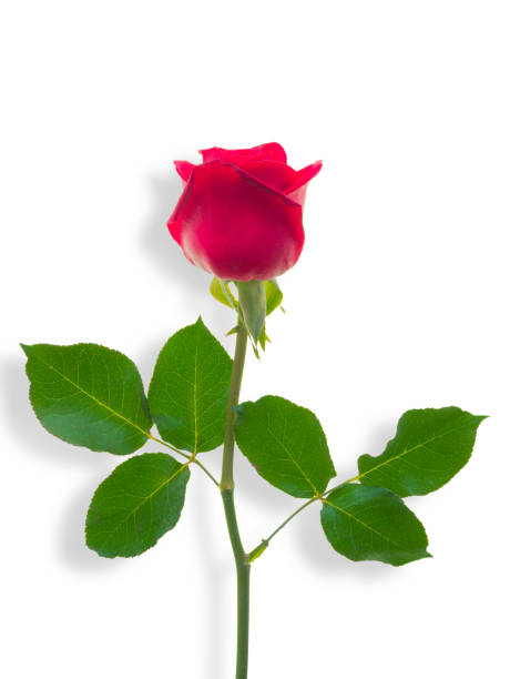 istock Red rose isolated on white background with clipping path 900534954