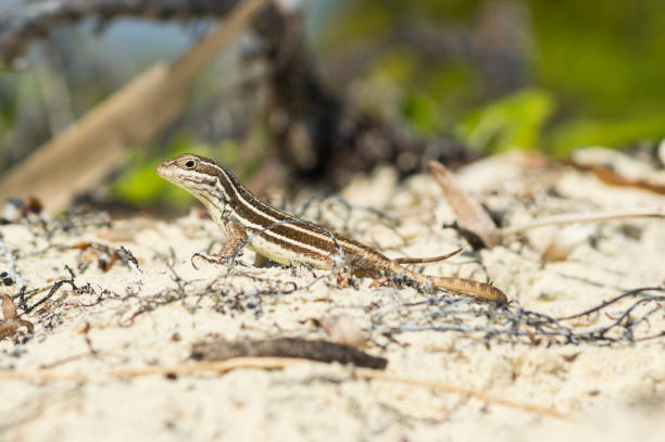 cuba - striped lizard a striped curly-tailed lizard on a Cuban beach northern curly tailed lizard leiocephalus carinatus stock pictures, royalty-free photos & images