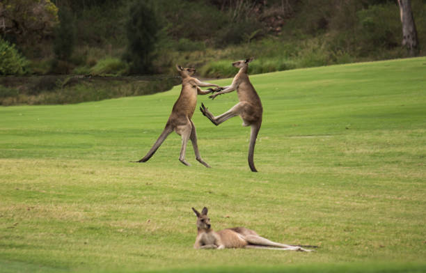Two male Australian native Kangaroos fighting in grass field behind resting female kangaroo Two male Australian native Kangaroos fighting in grass field behind resting female kangaroo kangaroos fighting stock pictures, royalty-free photos & images