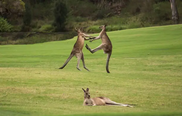 Photo of Two male Australian native Kangaroos fighting in grass field behind resting female kangaroo