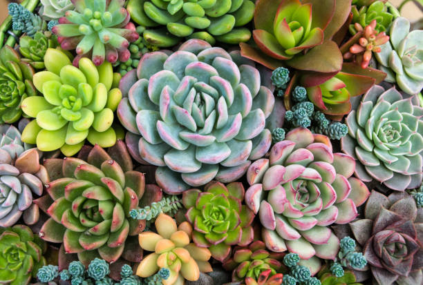 istock Rectangular arrangement of succulents; cactus succulents in a planter 900538038