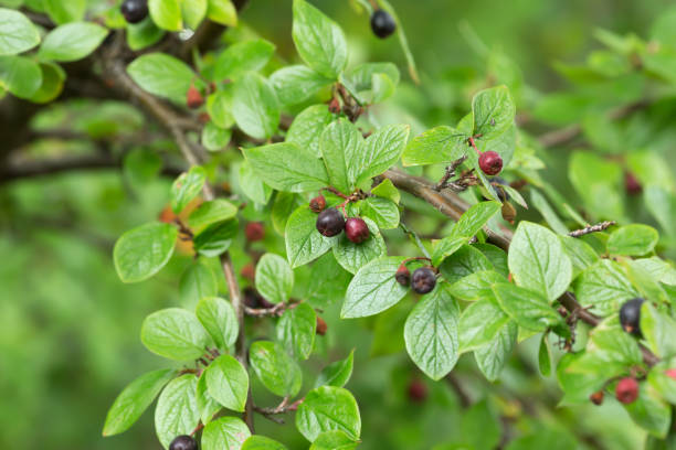 istock Cotoneaster lucidus twig in autumn with berries 900540486
