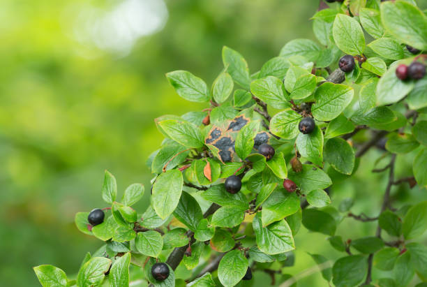 istock Cotoneaster lucidus twig in autumn with berries 900540624