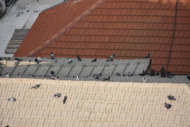 istock Pigeons on a tiled roof 900546750