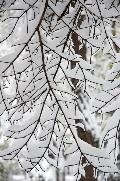 istock Black and white branches under the snow, winter. 900549408