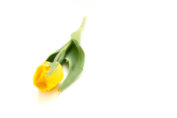 yellow tulip isolated on the white background