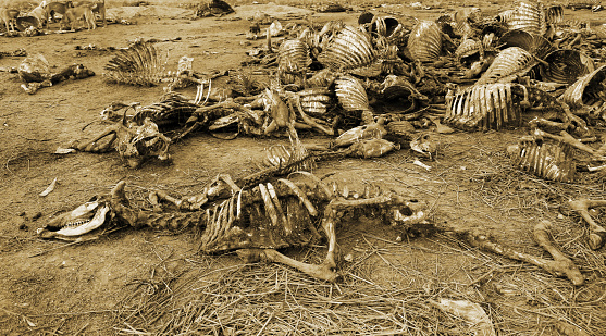 Large heap of animal bones laying down on the land.
