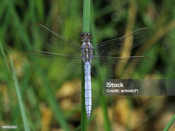 Blue Dragonfly - zdjęcia stockowe i więcej obrazów Bagno - Bagno, Bliski, Bliskie zbliżenie